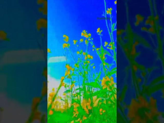 farmers, farmer, role of farmers, farmers leader, farmer cinematicvideo, #farmercinematicvideo#short