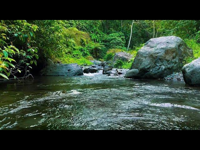 Nature Sounds, Gentle Stream Sounds in Deep Forest, Beautiful Mountain River flowing , White Noise