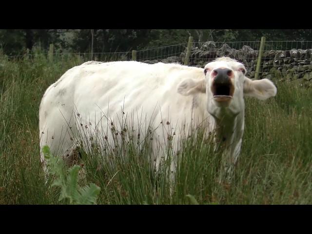   COWS MOOING LOUDLY    HERE'S WHAT THE MOOS MEAN    vitula eligans