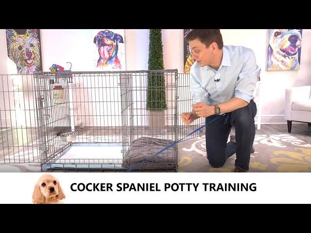 Cocker Spaniel Potty Training from World-Famous Dog Trainer Zak George -  Train Cocker Spaniel Puppy