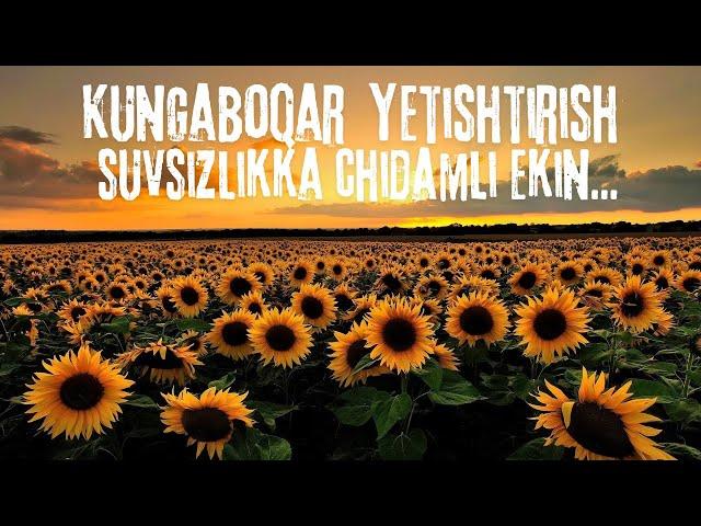 Kunaboqar yetishtirish #dehqonchilik #kungaboqar #2024 #tomorqa365 #sunflower