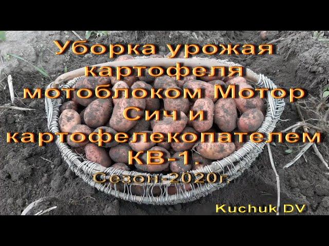 Уборка урожая картофеля мотоблоком Мотор Сич с картофелекопателем КВ-1, сезон- 2020г.