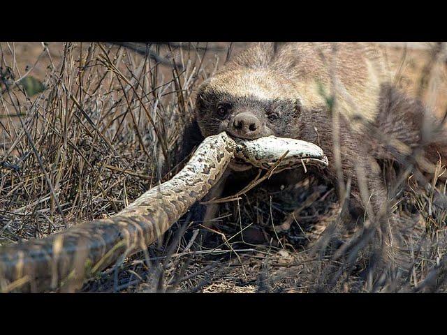 Honey badger: A furious snake-eater who is not afraid of ANYONE!