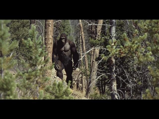 The Clearest Sasquatch Photo Ever | Hunter Gets UP CLOSE Shot Of GIANT BIGFOOT | #bigfoot 2024