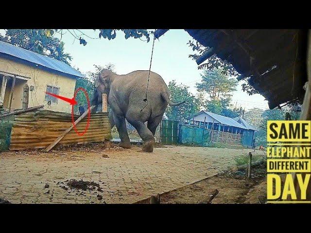 Wild Elephant Attack || Wild elephant broke the fence and entered the house||