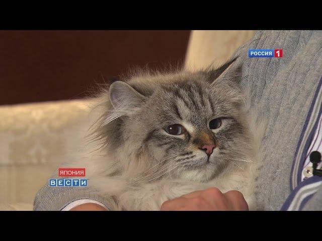 Putin's gift cat finally meets Japanese owner