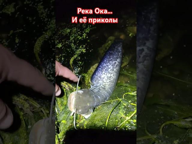 #fishing #рыбалка #карп #рыба #астрахань #щука #волга #сом #какпойматьсома