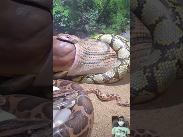 Viral Snake Video ||  #shorts #shortfeed #short