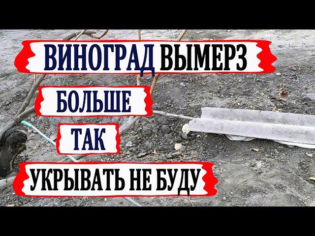  После ЭТОГО УКРЫТИЯ ВИНОГРАДА ВЫМЕРЗЛО 70% почек. Как я укрывать виноград больше не буду?