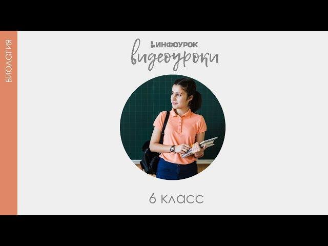 Строение клетки | Биология 6 класс #3 | Инфоурок