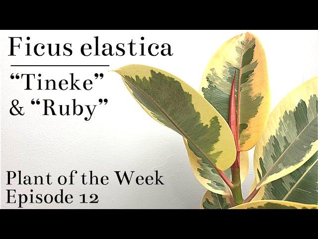 How To Care For Ficus elastica “Tineke” & “Ruby” (Variegated Rubber Tree) | Plant Of The Week Ep. 12