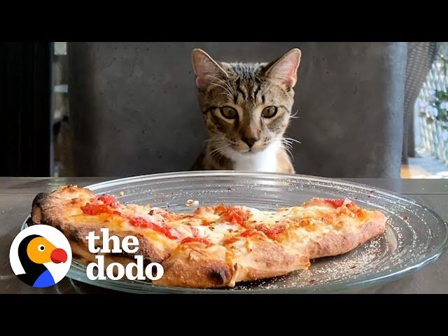 Cat Carries Around Baby Potatoes In His Mouth | The Dodo Cat Crazy