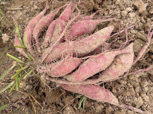 LSU AgCenter Sweet Potato Field Day 2024