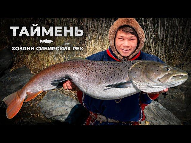 Таймень: хозяин сибирских рек | Рыбовое