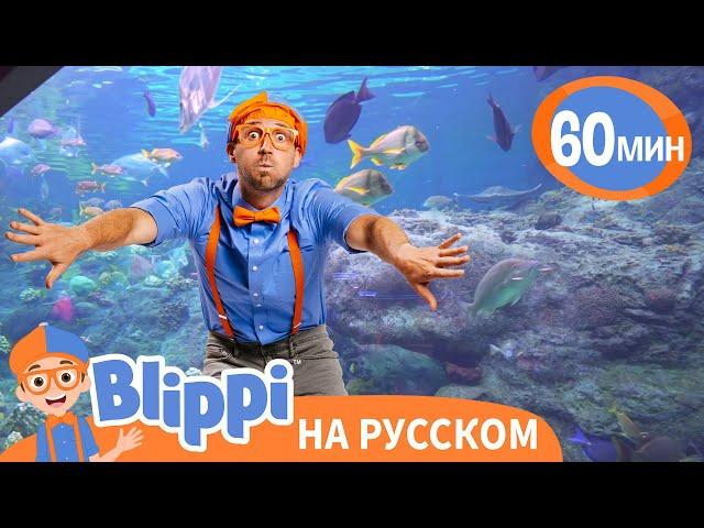 Песня Про Аквариум | Обучающие песни для детей | Blippi Russian