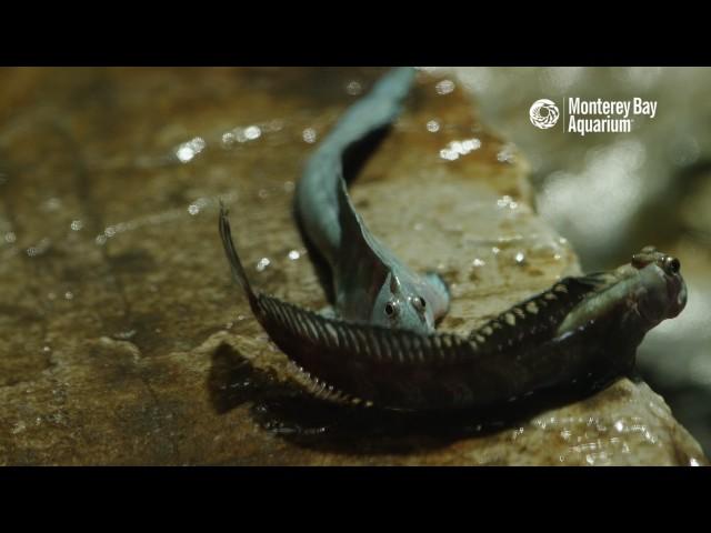 The Leaping Blenny—A Terrestrial Fish!