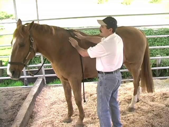 Equine Massage: Using the Bladder Meridian to Relieve Tension and Stress in your Horse