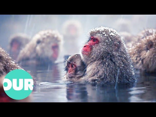 Life of the Smartest & Cutest Mischievous Monkeys | Our World