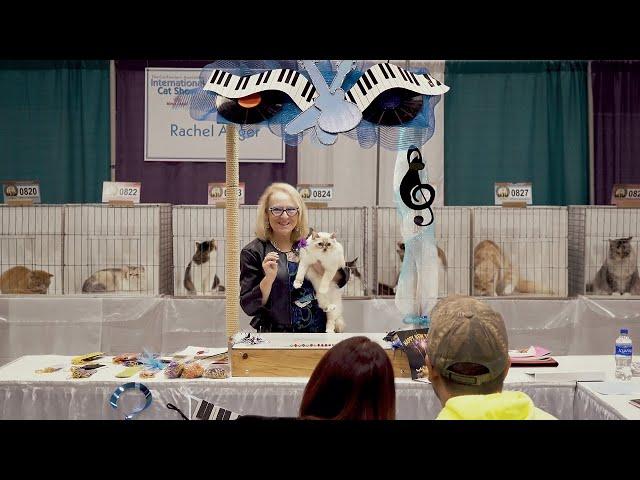 CFA International Show 2018 - Birman in alter class judging