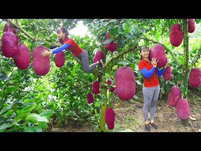 Harvesting sapodilla fruit goes to market sell - Harvest jackfruit go to sell | Phuong Daily Harvest