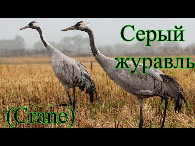 Серый журавль ( common crane)