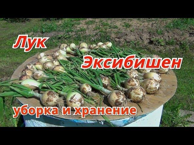 Лук Эксибишен. Уборка и хранение.