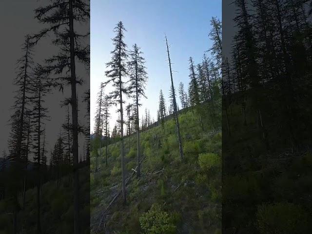 It’s a vibe !  #nature #drone #montana #mountains #vibes #dji