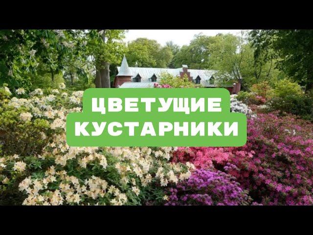 ТОП-7 Цветущие КУСТАРНИКИ для сада