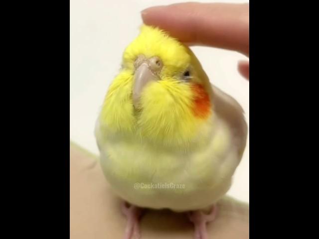 Check out this lovely Cockatiel! Isn't it just the cutest?  #cockatielscraze #birdscharm #cutepets