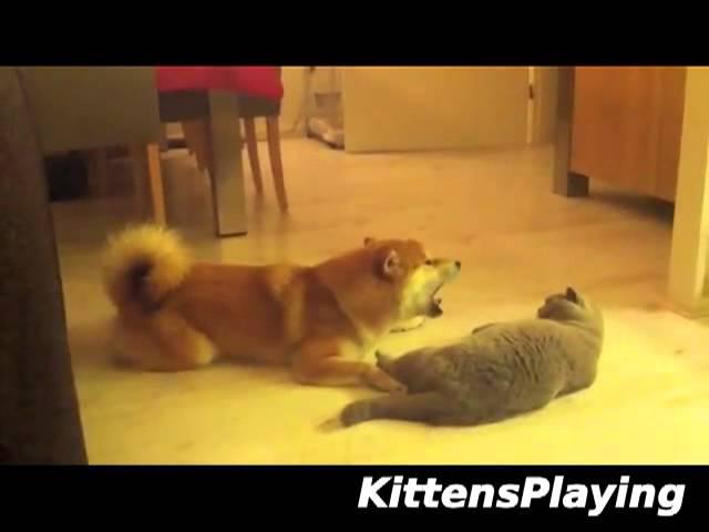 Dog Meows At Cat - Cat Not Impressed