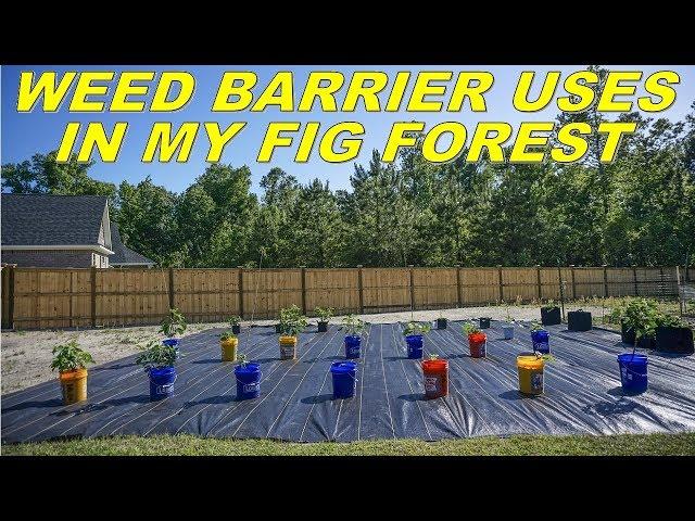 Using Weed Barrier To Stop Weeds And Quickly Grow My Fig Forest