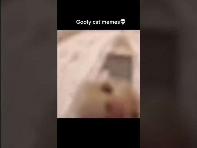 Cats | credit : Mr_memer | #cat #youtubeshorts #shorts