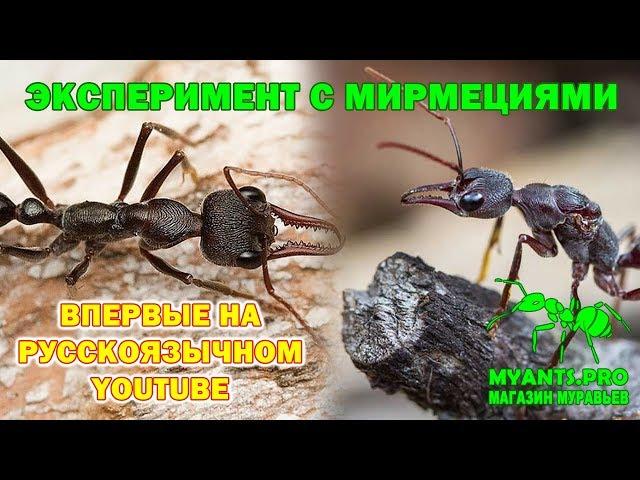 The experiment with Myrmecia (updating information)