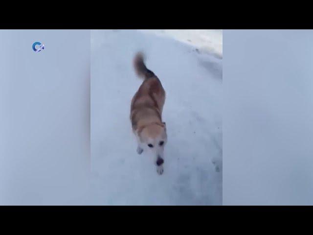 Вынужденное паломничество на Валаам совершили две собаки-лайки