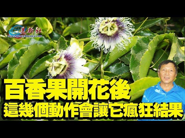 Do these steps after passion fruit blooms,  to make it fruit like crazy.