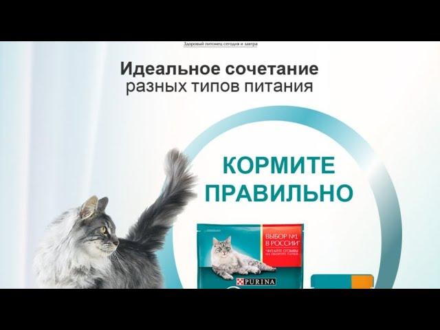 Royal, Purina (proplan), Hills. Честный обзор и разбор.