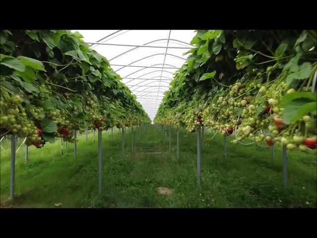 Der Gartenbau-Profi zu Besuch in den Feichtener Folientunnel von Gemüsebau Steiner