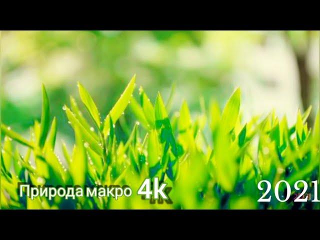 Макро природа 4k