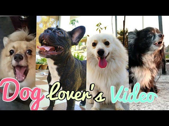 Only for Dog Lovers
