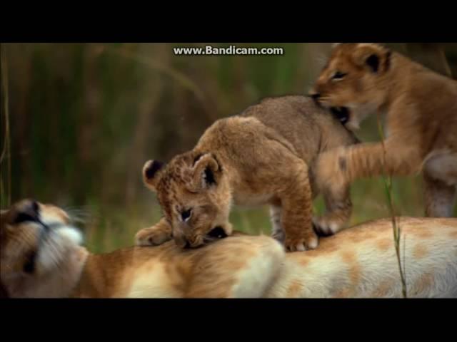 Opening to Disneynature: The Crimson Wing: Mystery of the Flamingos 2010 DVD