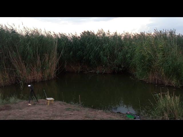 В ЭТОМ БОЛОТЕ ВОДИТСЯ КАРП И АМУР?! Я не поверил, пока сам не увидел! Рыбалка на поплавок.