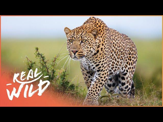 Africa's Most Secretive Big Cats | Leopards Of Dead Tree Island | Real Wild