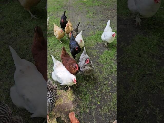 Chicken roundup. #chickens #Farmstead #homestead #chickenlife #backyardchickens #crazychickenlady