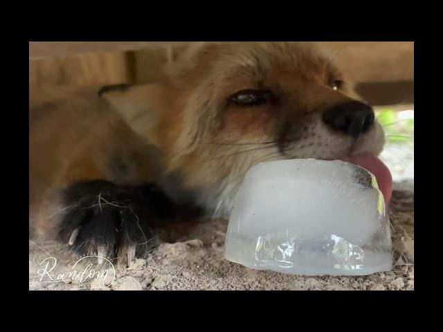 Scarlette the Red Fox with her Ice Treat