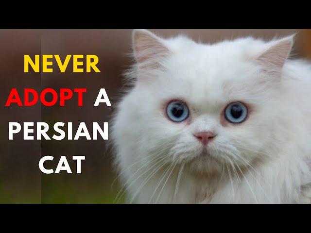 Top 14 Reasons Why You Shouldn't Get a Persian Cat