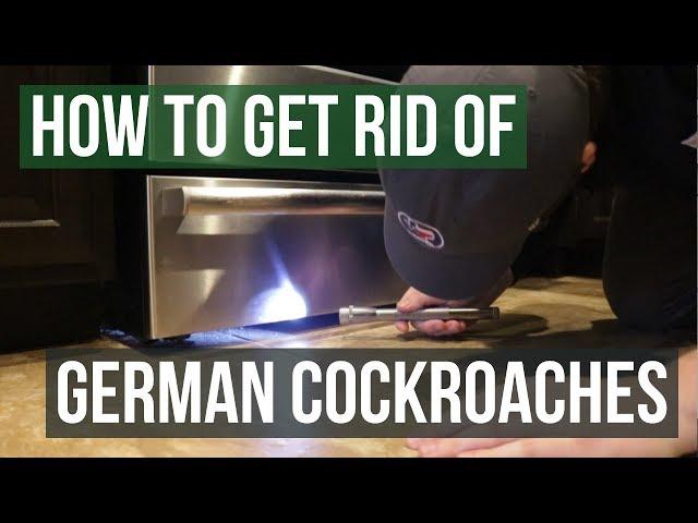 How to Get Rid of German Cockroaches (4 Simple Steps)