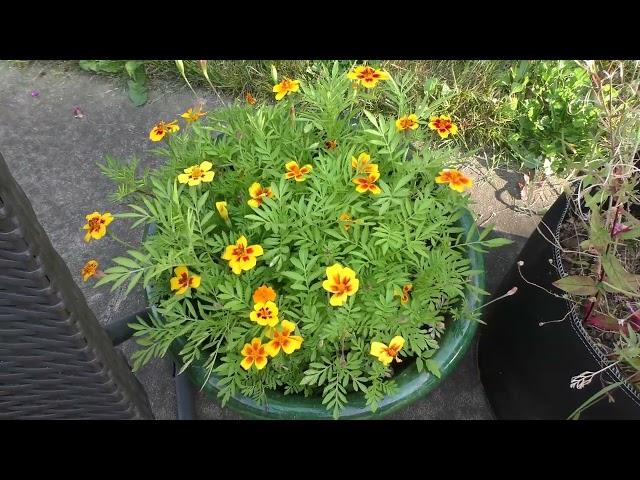 Coffee & Gardening with Arcus - Episode 09