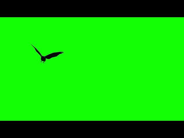 [4K] Crow Fly By Transition - Green Screen