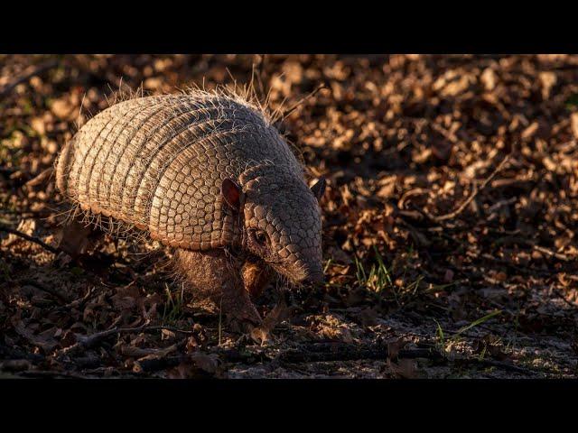 Giant Armadillo Facts You’ll Never Forget