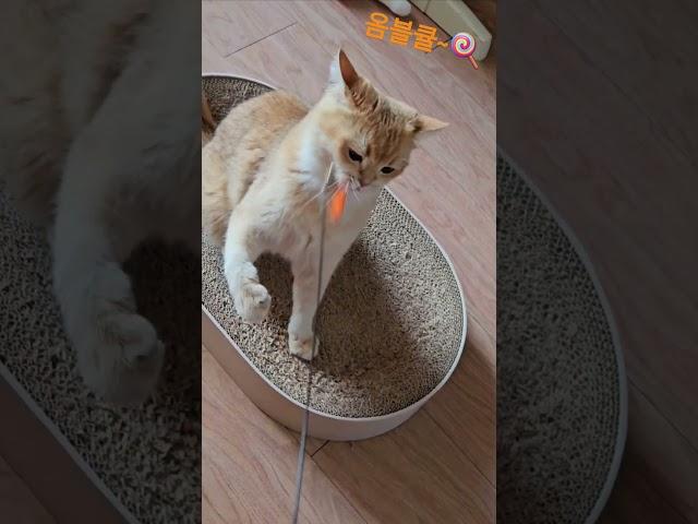 옴브리뉴큘~ #cat#catlove#고양이 #브리티쉬숏헤어 #cute#dance#옴브리뉴#shorts